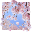 プログラムのアイコン：SakuraMoment