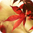 Иконка программы: Autumn Maple Live Wallpap…