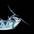 程序图标：LA METAMORFOSIS - LIBRO G…