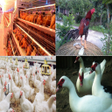 Ikona programu: The Right Way to Farm Pou…