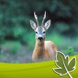 Symbol des Programms: Roebuck Hunt
