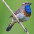 プログラムのアイコン：UK Birds Sounds Pro
