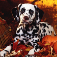 プログラムのアイコン：Dalmatian Dog HD Image