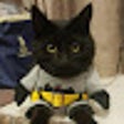 Icon of program: CatFestation