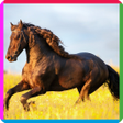 أيقونة البرنامج: Horse Puzzle