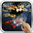 程序图标：Koi Fish in the Pond