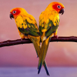 程序图标：Birds Jigsaw Puzzles