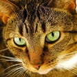 Иконка программы: Cat Puzzles