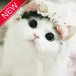 Kucing Lucu Wallpaper