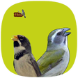 プログラムのアイコン：Coleiros  Trincas