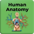 Human Anatomy and Physiology: Bones and Organs