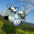 Flies fly away