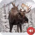 Moose Sounds