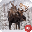 Icon of program: Moose Sounds