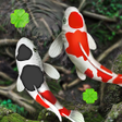 4K Koi Fish Live Wallpapers 3D