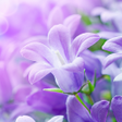 Icon of program: Lilac Flowers Live Wallpa…