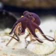 程序图标：Octopus Wallpapers HD