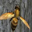 Symbol des Programms: Bee Nest Simulator Full