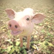 ไอคอนของโปรแกรม: Piglet Garden