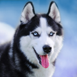 プログラムのアイコン：Talking Siberian Husky