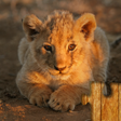 プログラムのアイコン：Baby Animal Jigsaw Puzzle…