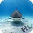 Sharks Video Live Wallpaper