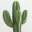 Ikona programu: Cactus Wallpaper