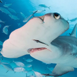 程序图标：The Hammerhead Shark