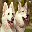 Icon of program: My Wolfdog - Lovely Puppy…