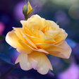 程序图标：Roses Wallpaper