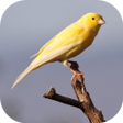 Icon of program: Canary Sound