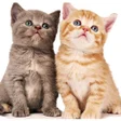 Icon of program: Cute Cat Sticker 2020 WAS…