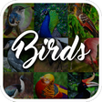 プログラムのアイコン：Bird Encyclopedia