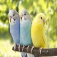 程序图标：Muhabbet Kuşu Özel Sesler…