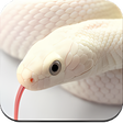 程序图标：Snake Wallpaper HD