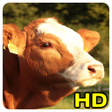Icon of program: cow wallpaper
