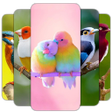 Icon of program: Bird Wallpaper HD