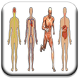 プログラムのアイコン：All Body Systems