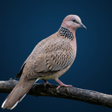 程序图标：Spotted dove sound