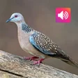 Spotted dove sound