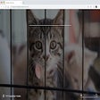 Ícone do programa: Pixatodo