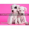 Cute Puppies Wallpapers New Tab