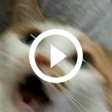 Icon of program: Funny Cat Videos and Pict…