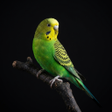 Icon of program: Appp.io - Parakeet Sounds