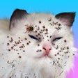 Symbol des Programms: Cat ASMR: Salon Makeover