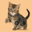 プログラムのアイコン：The language of cats