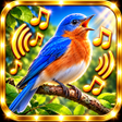 Icon of program: Classic Real Bird Rington…