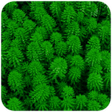 Biểu tượng của chương trình: Nice Green Wallpaper