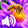 Иконка программы: Sounds of insects