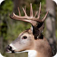 プログラムのアイコン：Deer Hunting Calls Soundb…